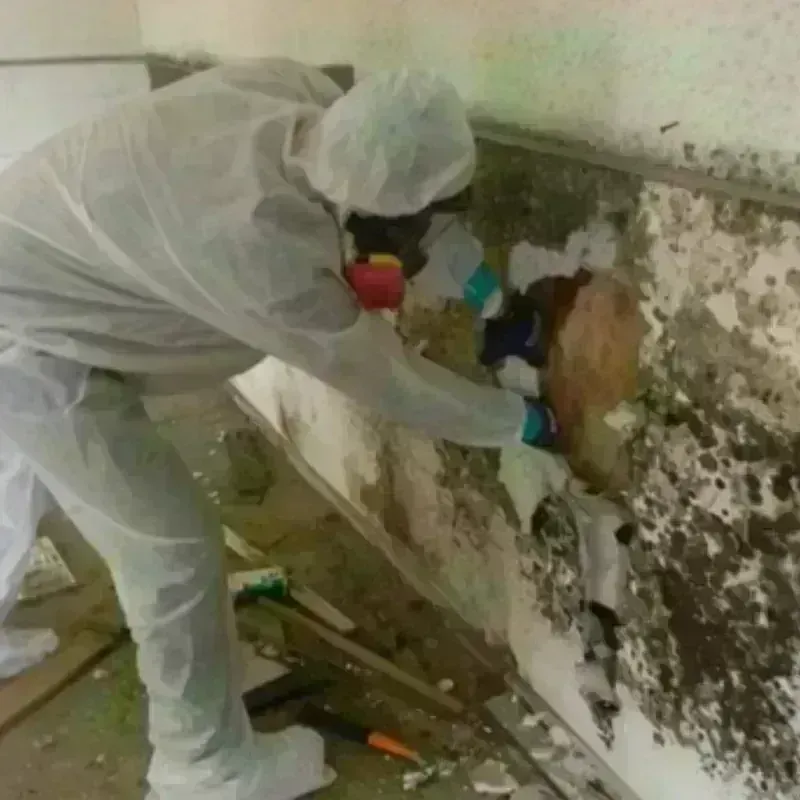 Mold Remediation and Removal in Hartwell, GA